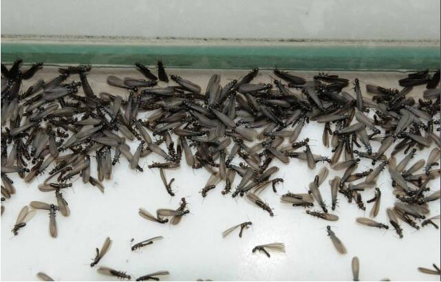 海南白蚁防治中心提醒:如何发现家中是否有白蚁危害？又到白蚁分飞季,要做白